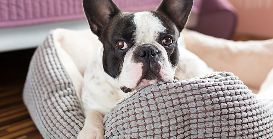 French bulldog in his bed