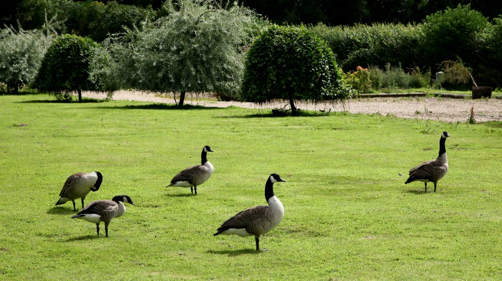 Geese4